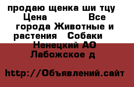 продаю щенка ши-тцу › Цена ­ 10 000 - Все города Животные и растения » Собаки   . Ненецкий АО,Лабожское д.